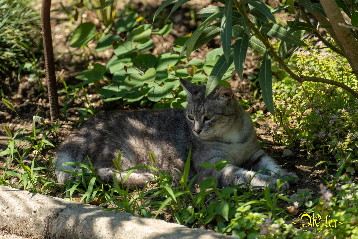 *** Животное кошка природа