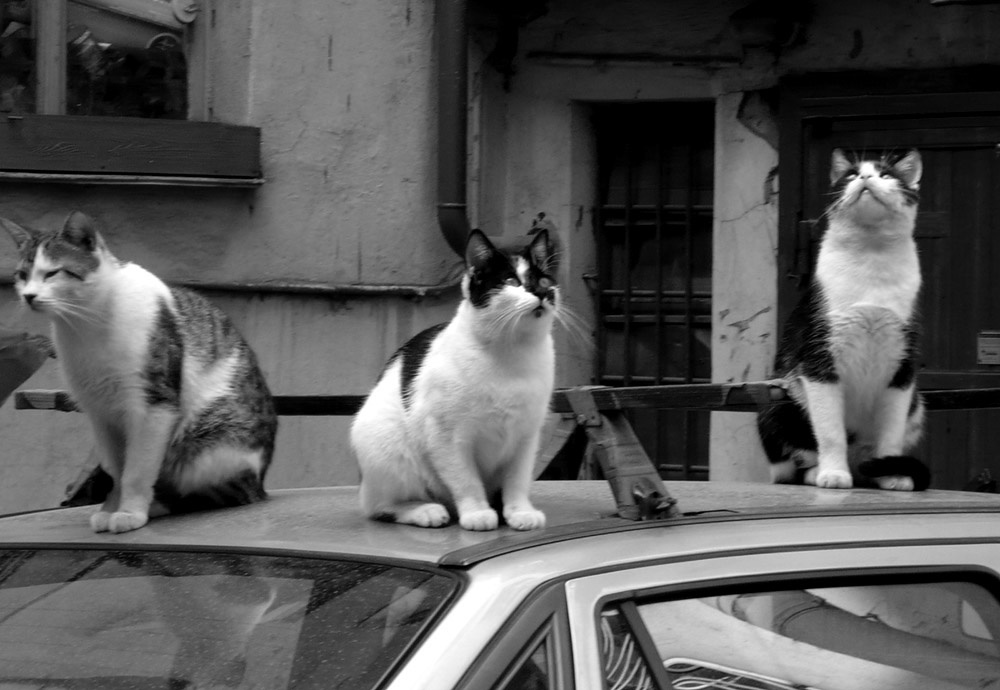 cAts 