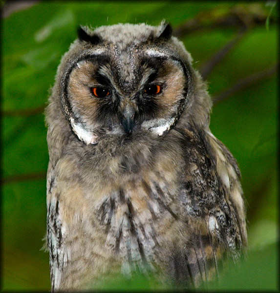 Полуденный сОня. Ушастая сова Long-eared Owl Asio otus