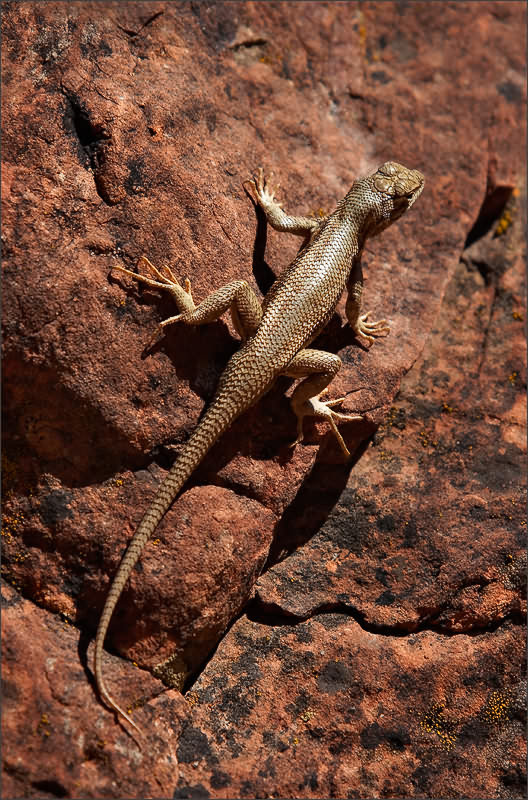 Хозяйка медной горы ящерица common sagebrush lizard Utah US