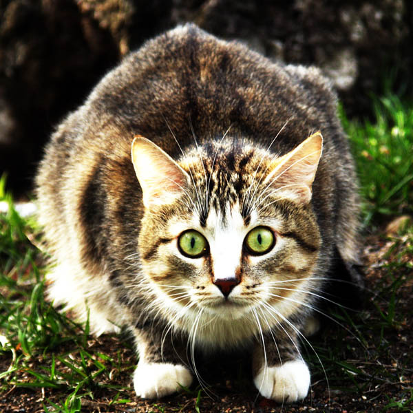 прибор для уничтожения мышей кошка гуляет