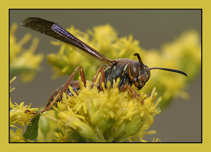 Wasp 