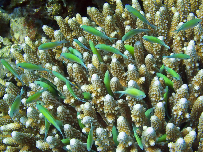 Underwater 8 Красное море 2009 Underwater рыбки