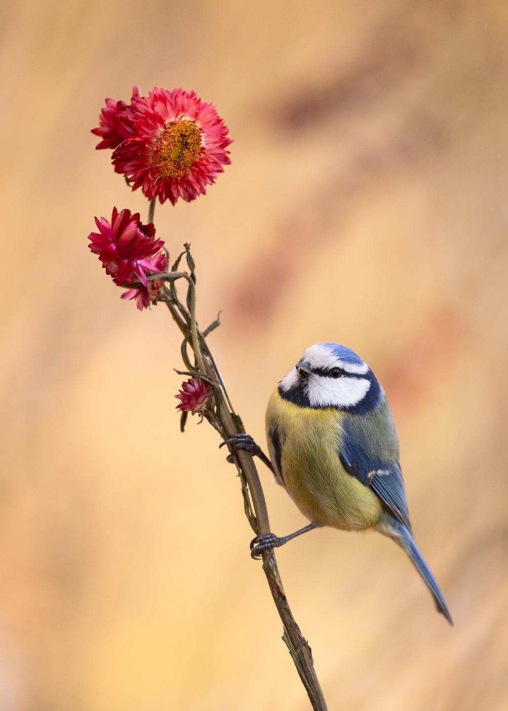 Titmouse 