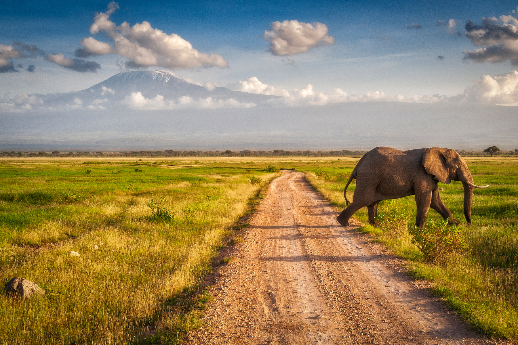 Kilimanjaro Drive 