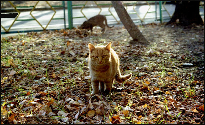 Улицы лица Кошка осень улица