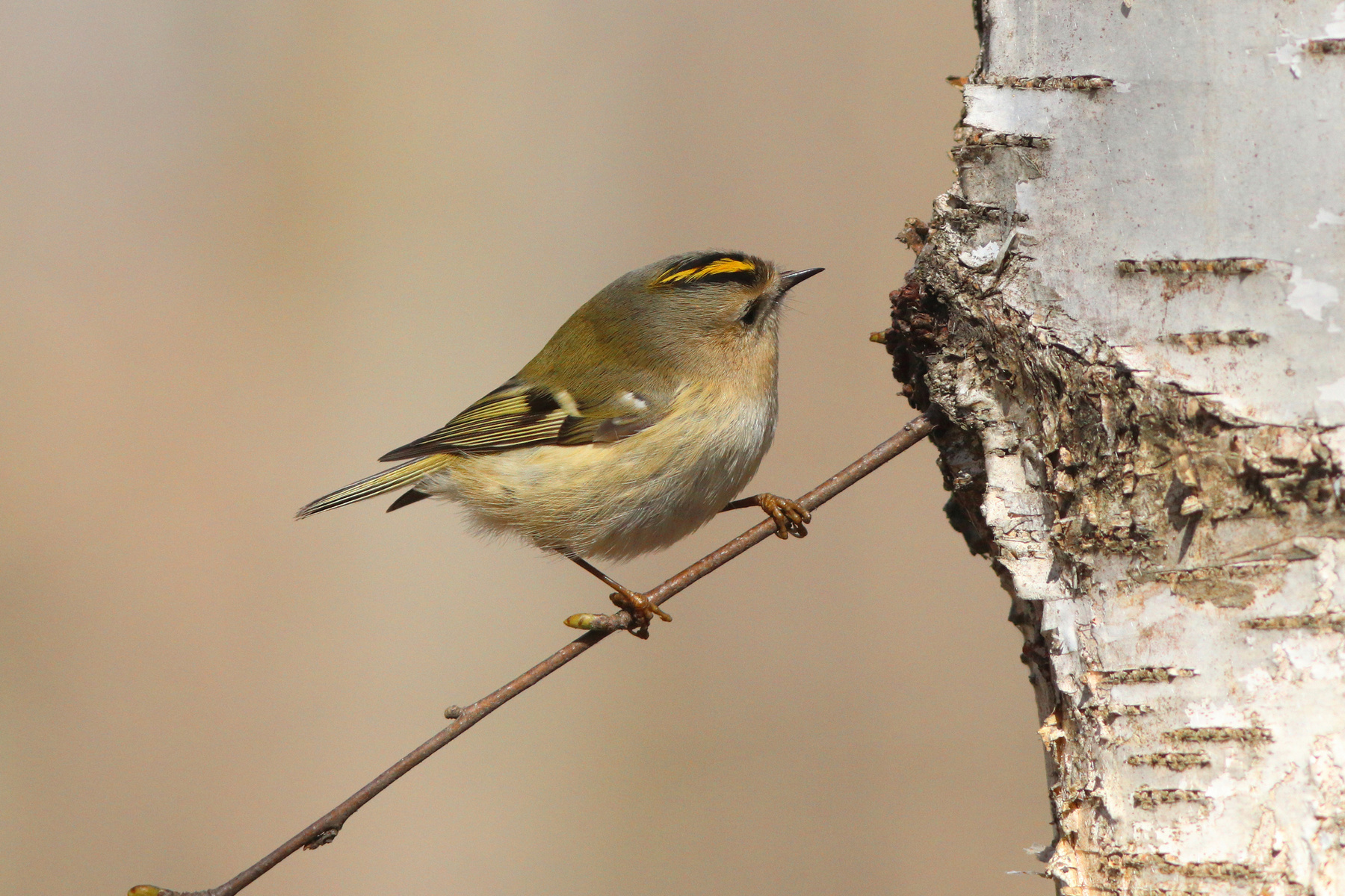 Исследователь Желтоголовый королёк Reulus regulus Goldcrest
