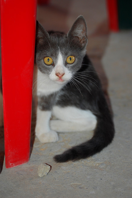 cat 