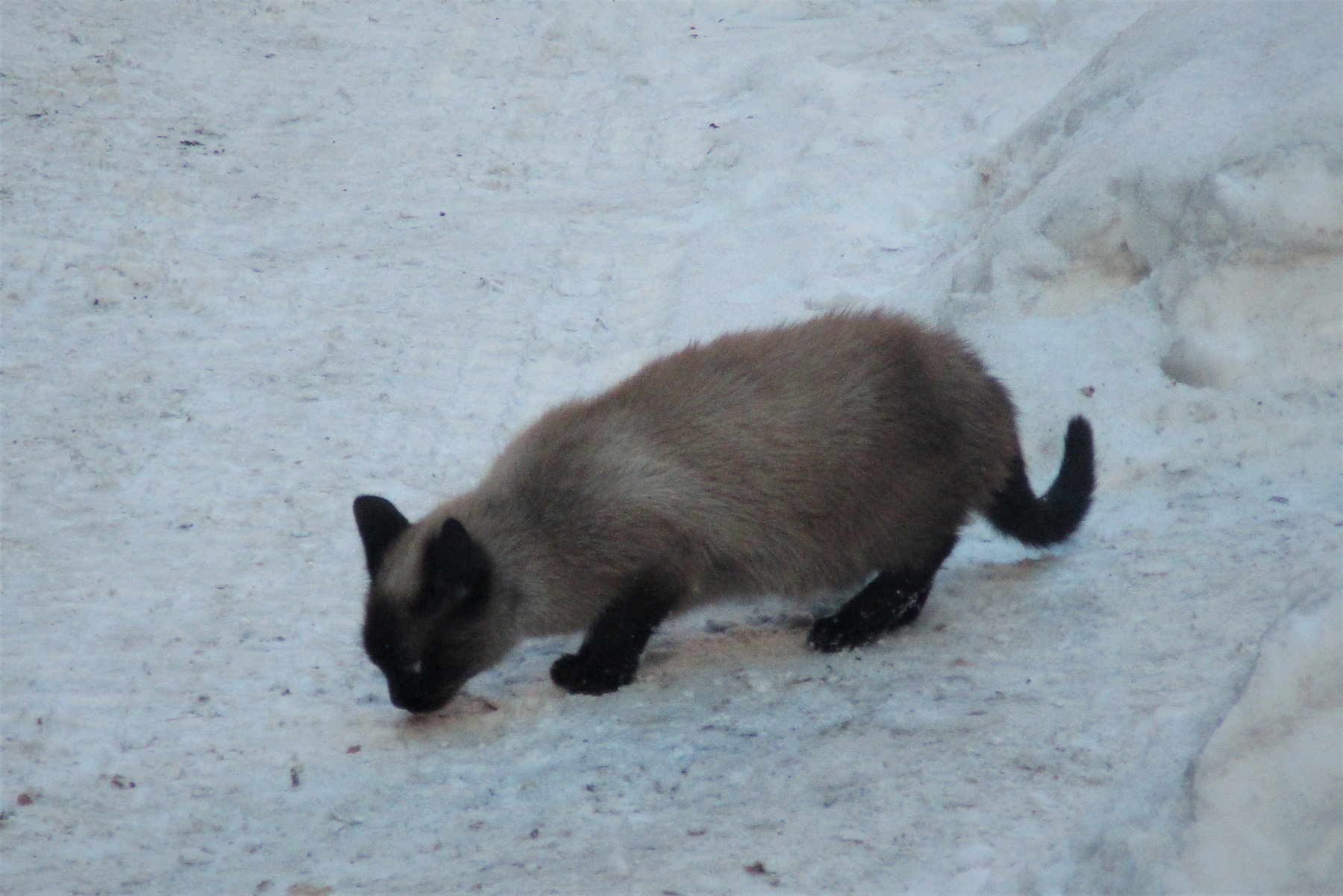 Заводской Кот кошка животные завод зима