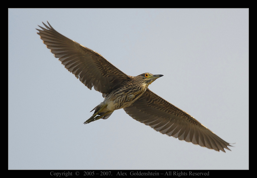 Молодая кваква в полёте. Kваквa , Nycticorax nycticorax