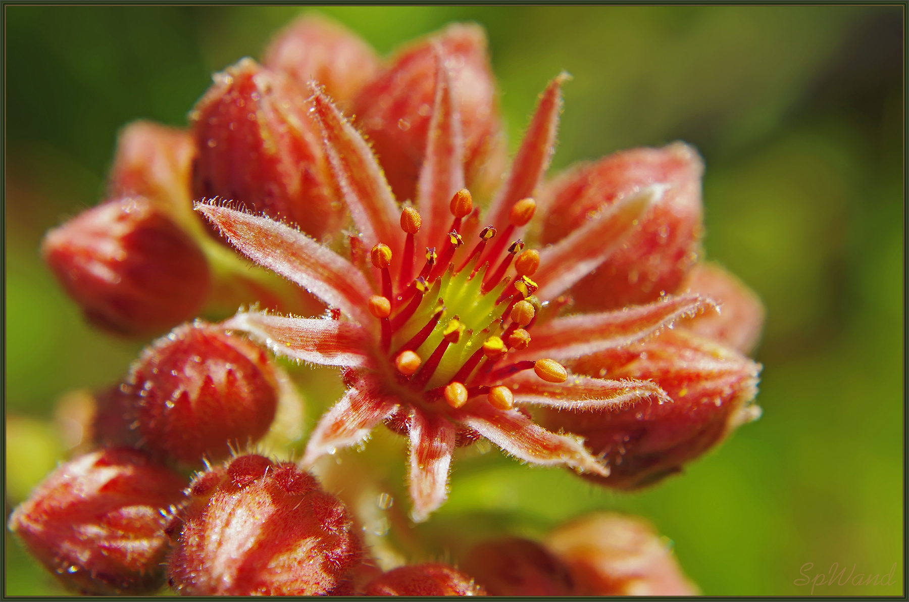Молодило (Sempervívum) растение толстянковые молодило живучка Sempervívum