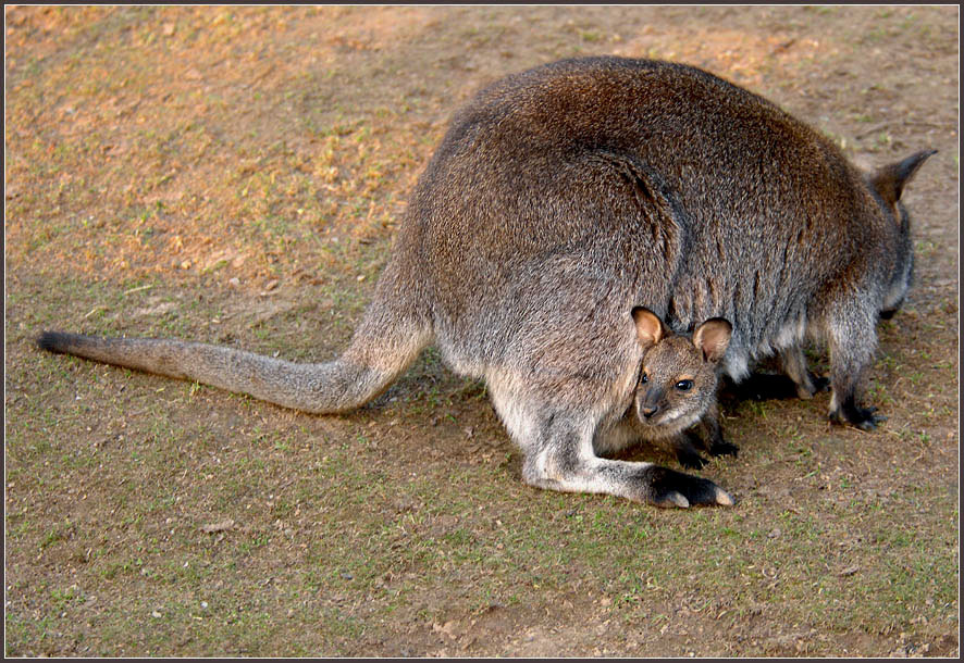 Как тут все интересно! рыже-серый валлаби Macropus rufogriseus