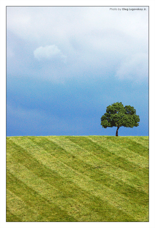*** hill tree