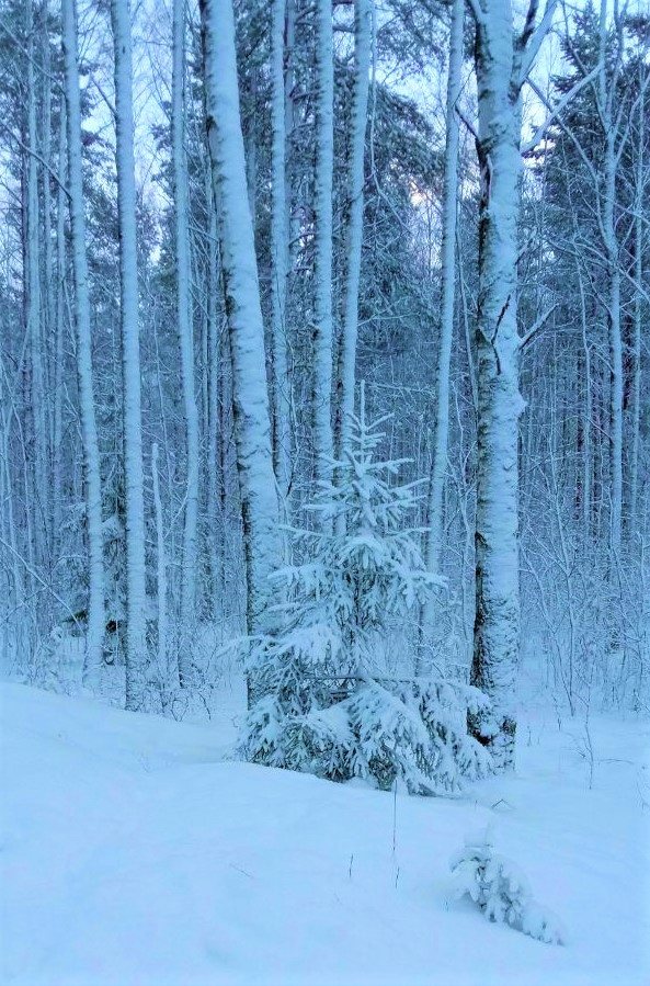 Зимний лес 