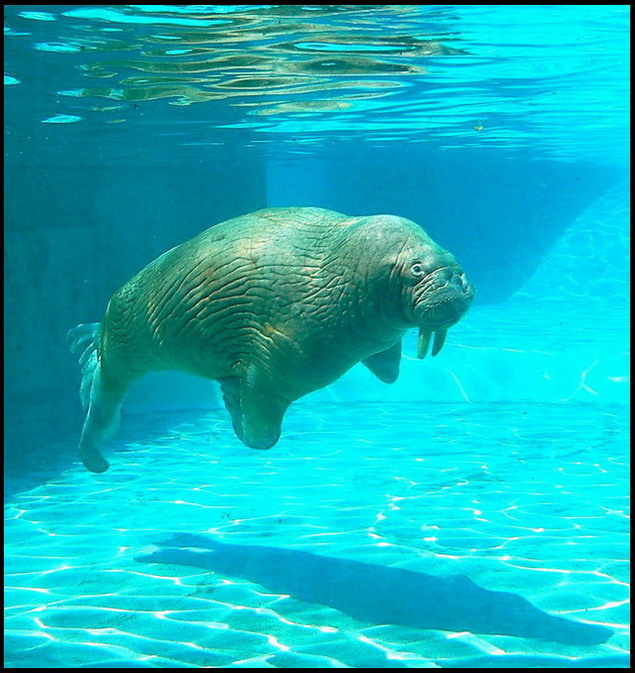 Невесомость морж, odobenus, rosmarus, зоопарк
