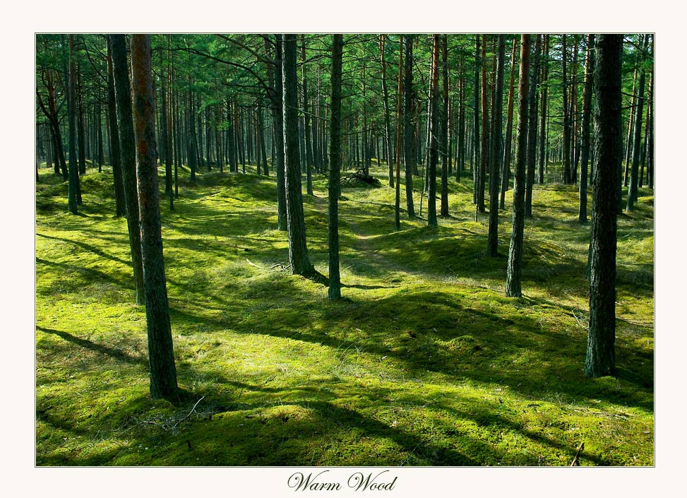 ~ Warm Wood  ~ 