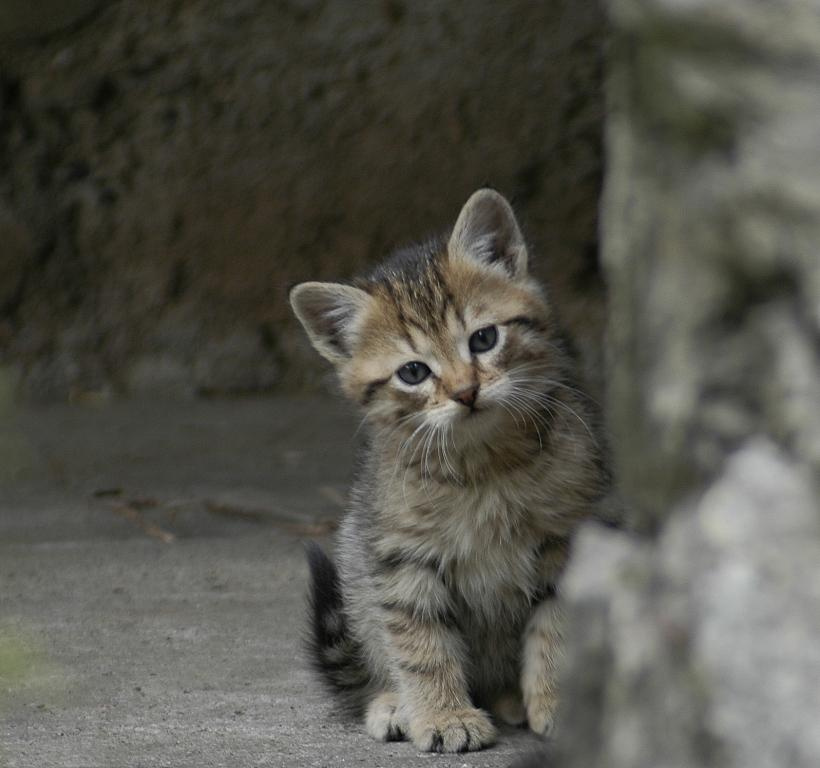 взгляд котик