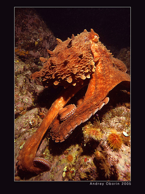 octopus осьминог