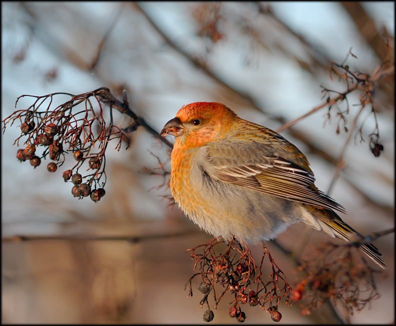 Pine Grosbeak 
