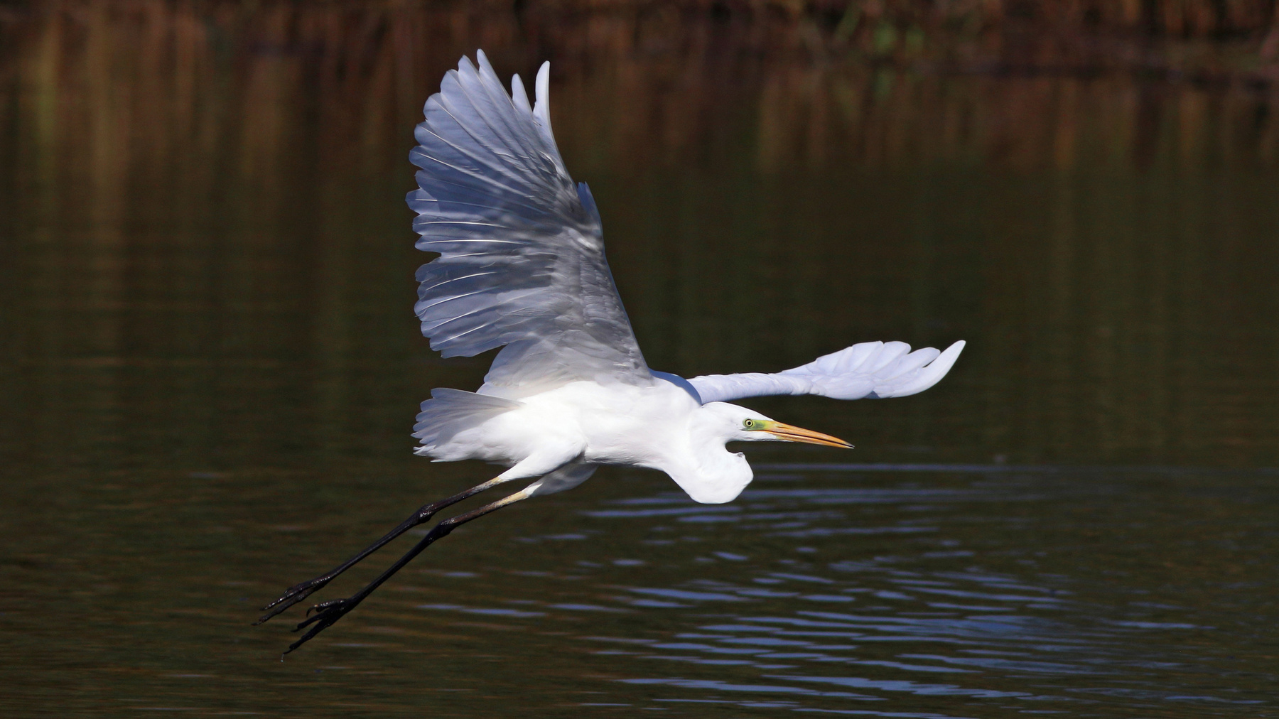 На вираже Большая белая цапля Ardea alba Great egret