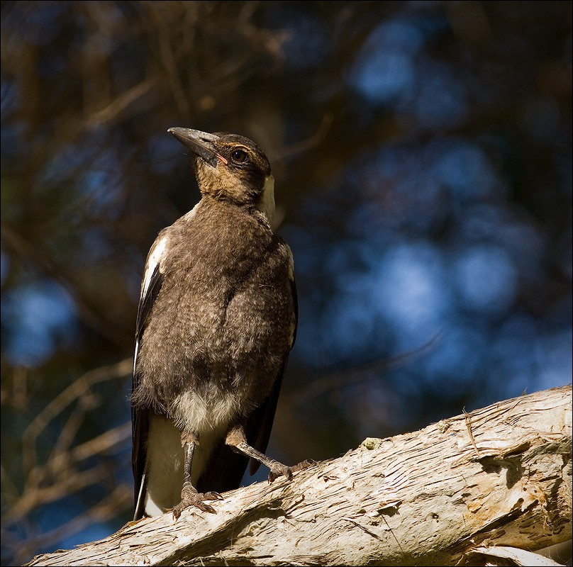 Australian Magpie jr. 2 Australia Австралия, Golden coast  Magpie