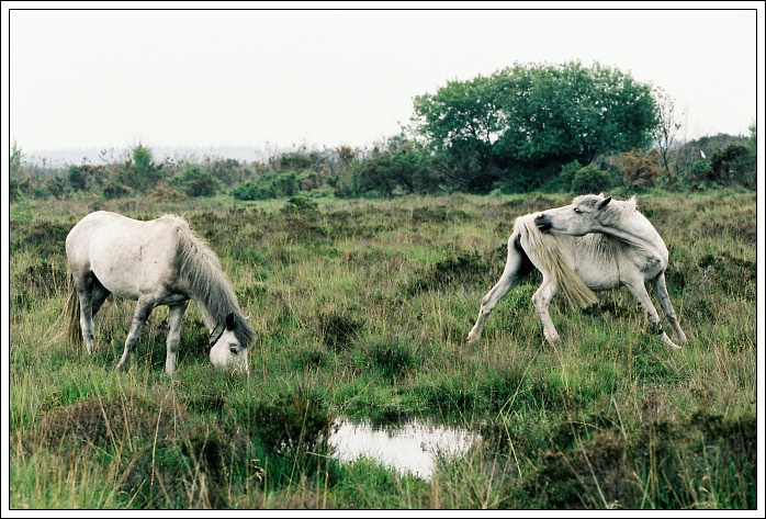 без названия New Forest
