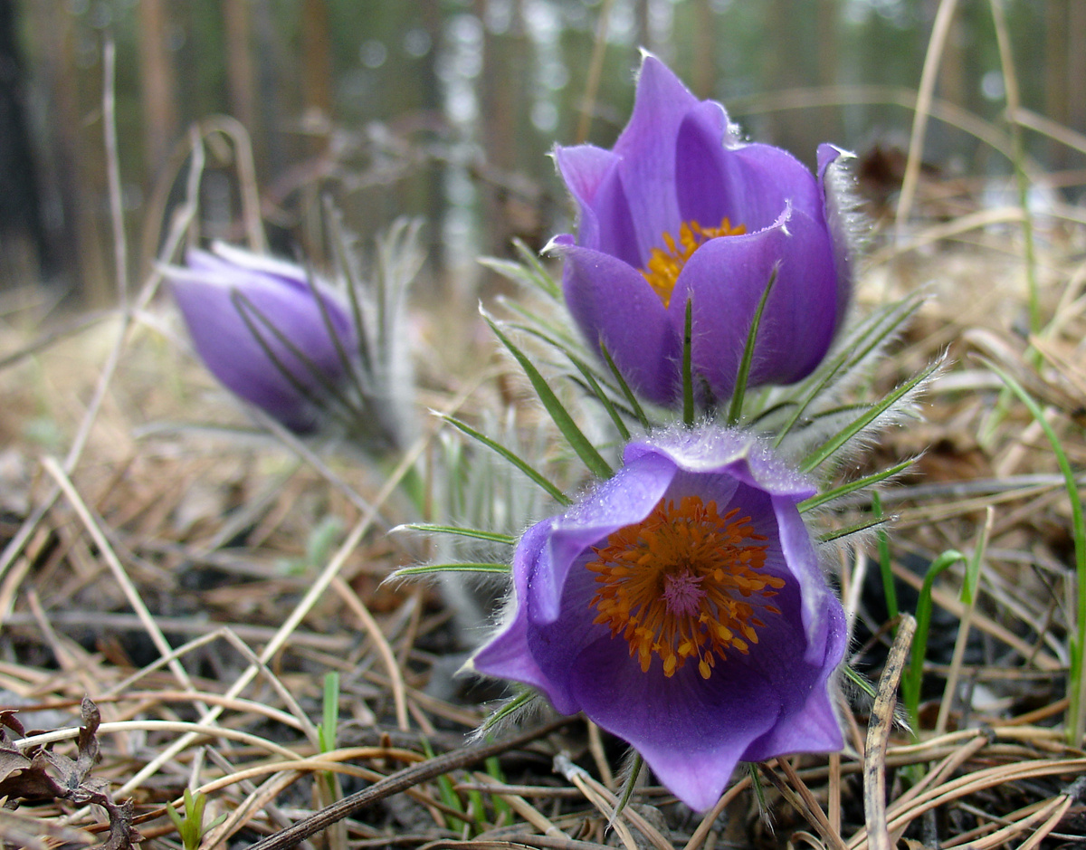 Прострел раскрытый или Сон-трава (Pulsatilla patens - Ranunculaceae) Прострел раскрытый или Сон-трава Pulsatilla patens Ranunculaceae