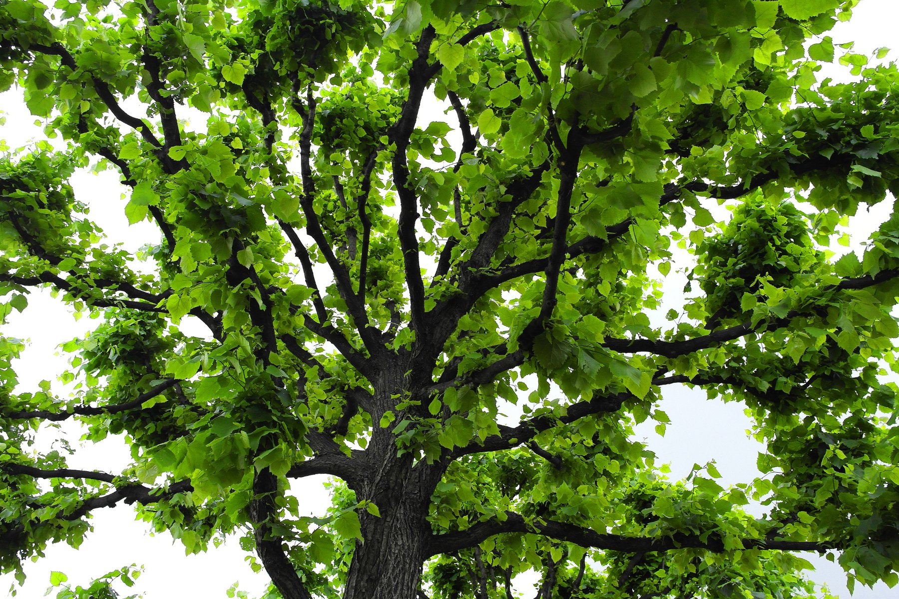 *** tree