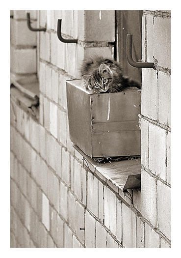 дастали хозяева!!!..... кот