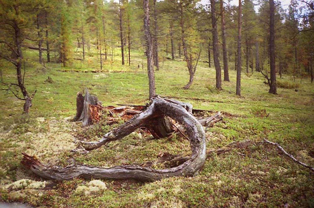 Эвенкия - тоже Север Эвенкия, толокнянка, склон, вывал