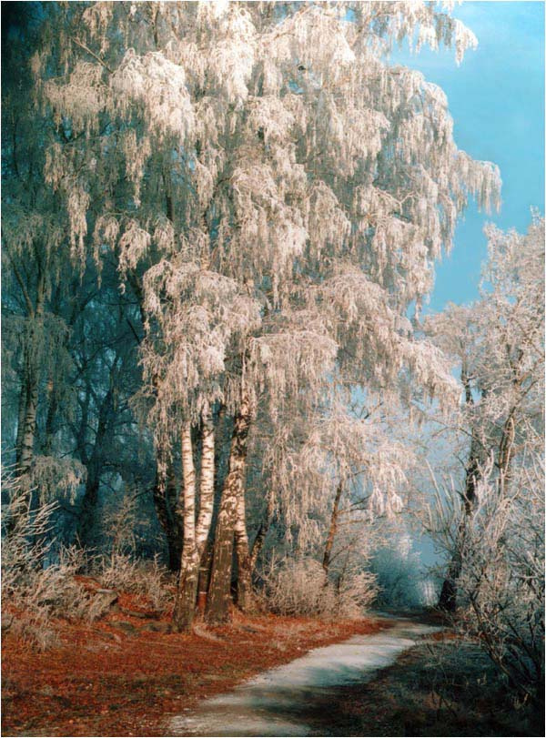 Зима в раю шарташ, иней