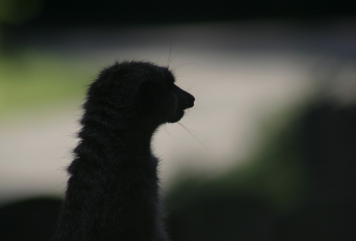 Suricata suricatta hahni 