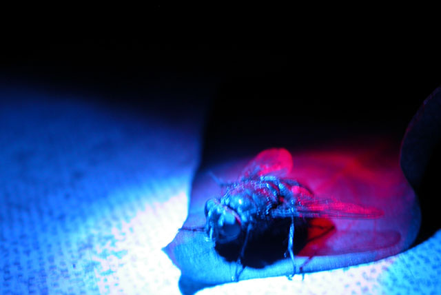 glamour fly glamour fly муха