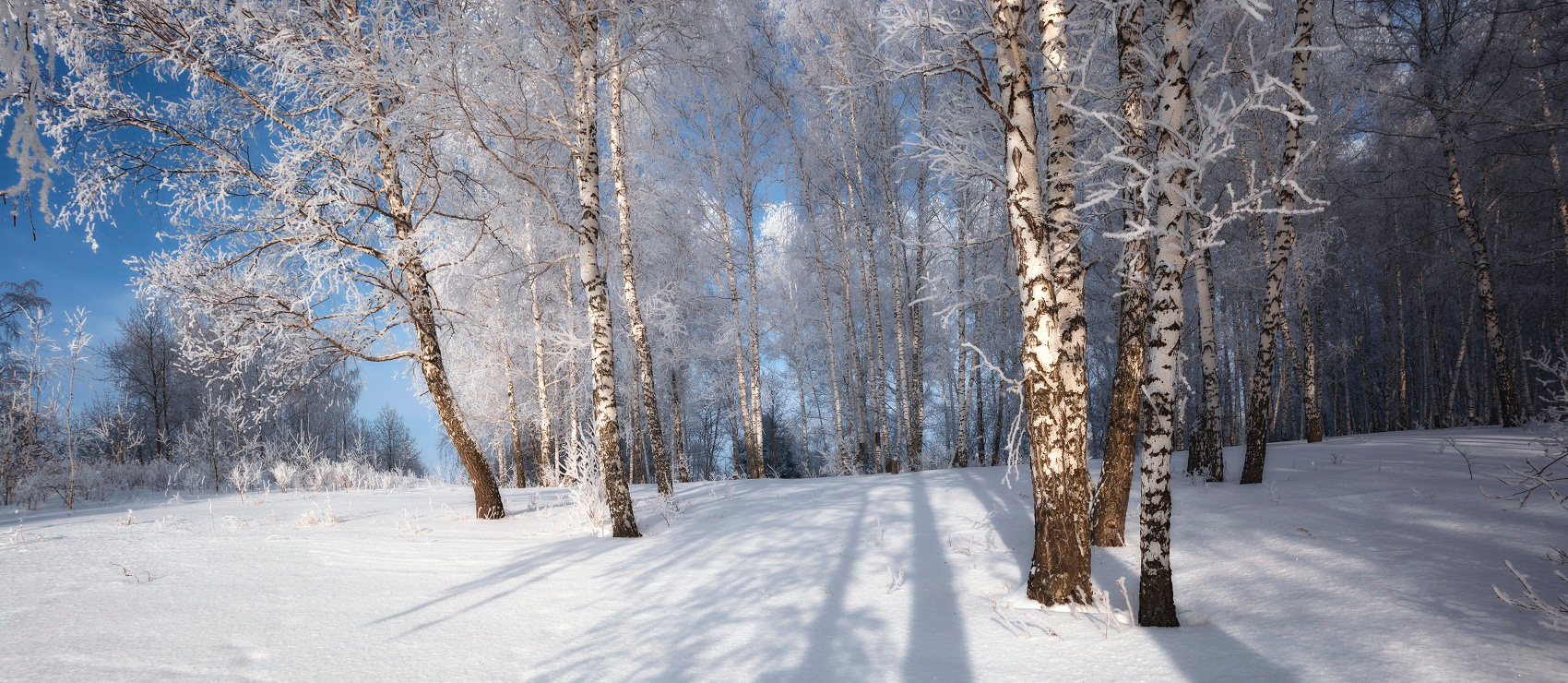 Зимний лес. лес зима иней снег тень свет береза томск