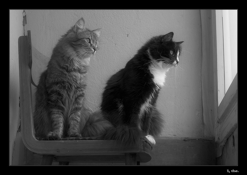 *** кошки