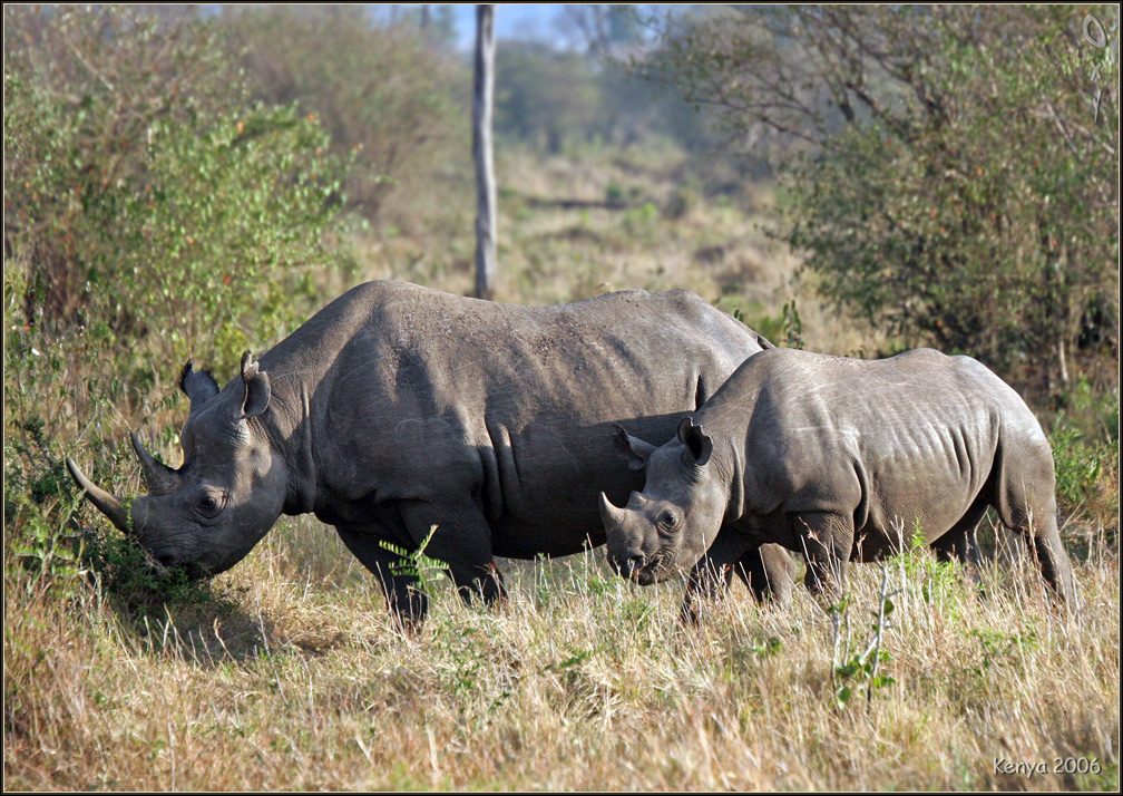Дети, они всегда *маленькие*. Это же дети... носороги Кения Африка black rhinoceros Kenya Africa