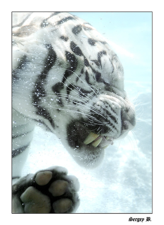 White Tiger... 
