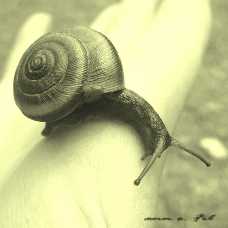 Snail 