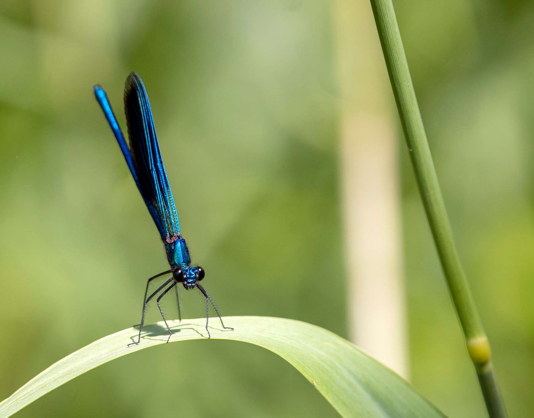 Красотка-девушка, Calopteryx virgo. Такое название у  стрекозы. Но это самец) стрекоза красотка