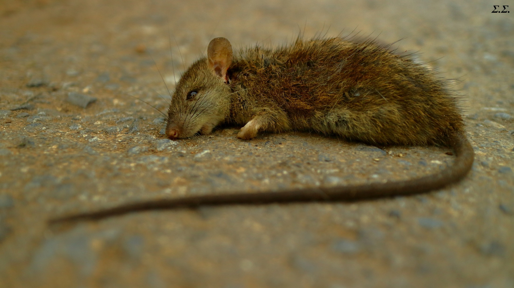 BITTEN RAT 