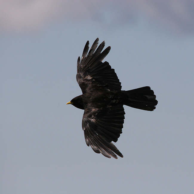 Chough 