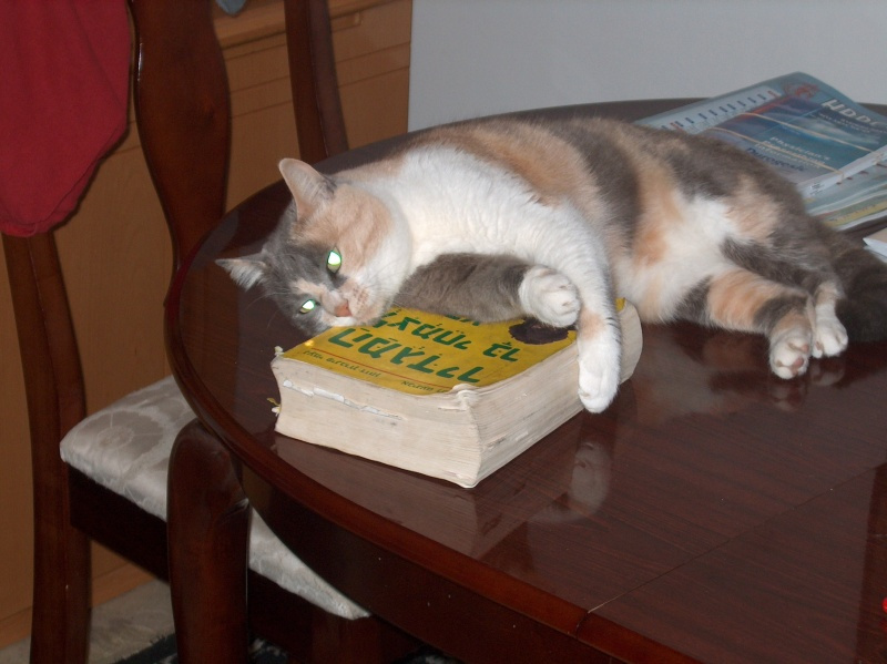 Столько еще не прочитано... :) кошка животные момент книга знание юмор