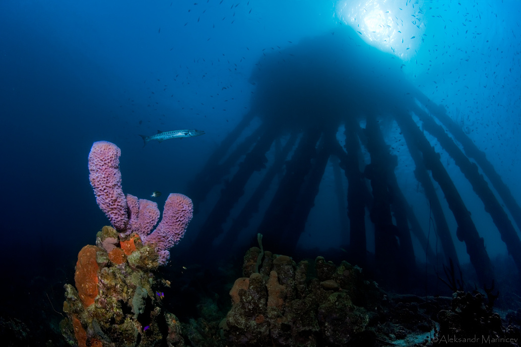 Пейзаж с барракудой Подводный мир широкий угол wide angle пейзаж Bonaire Бонэйр
