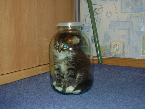 cat cat