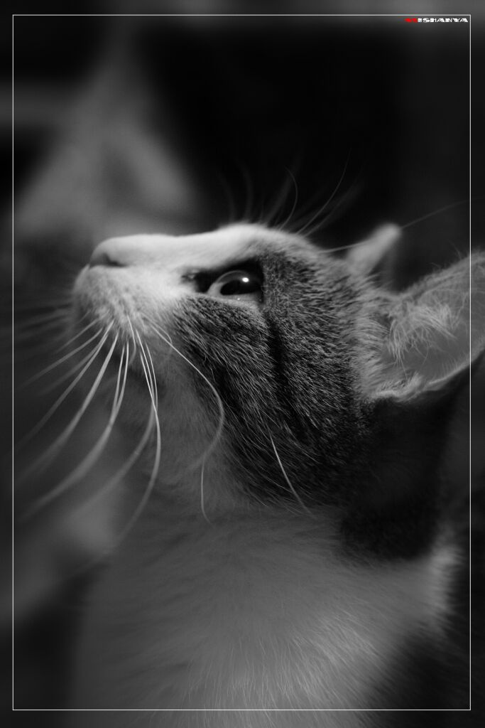 Чарующие очи кошка
