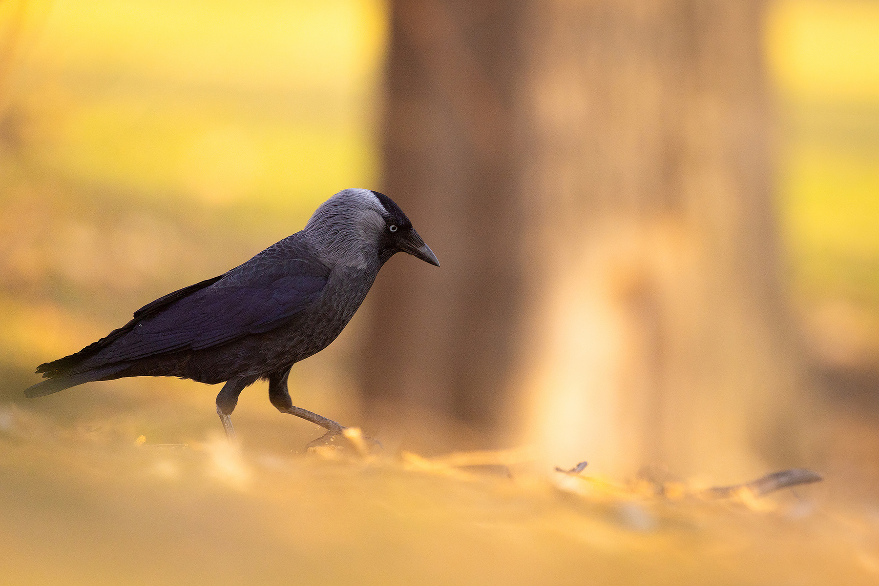 Gray crow 