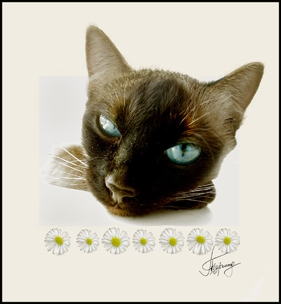 Васёк cat