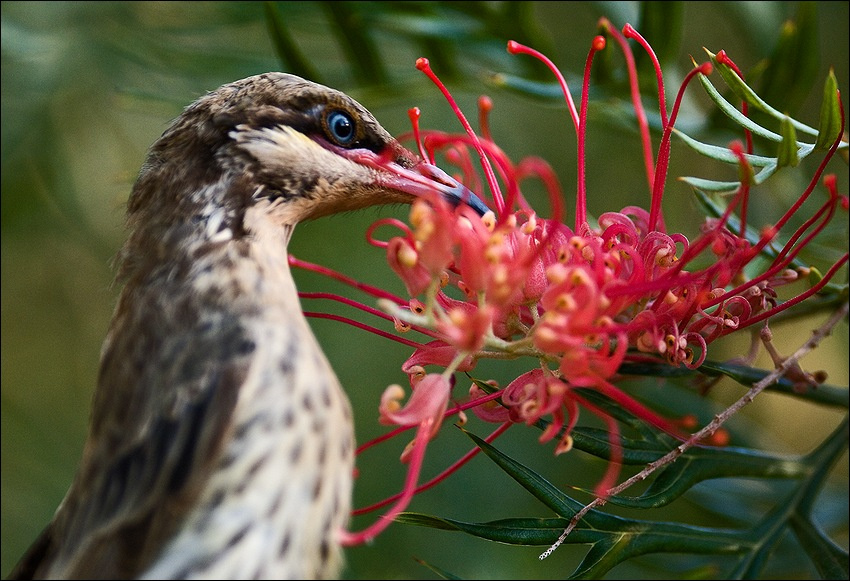 Мангровый медосос Mangrove Honeyeater Медосос Австралия