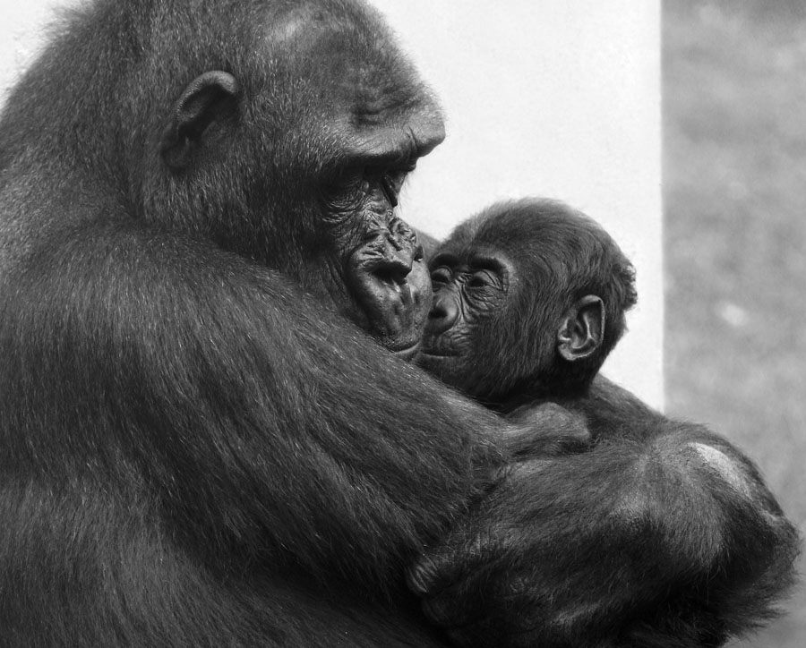30651 Mothers love II 