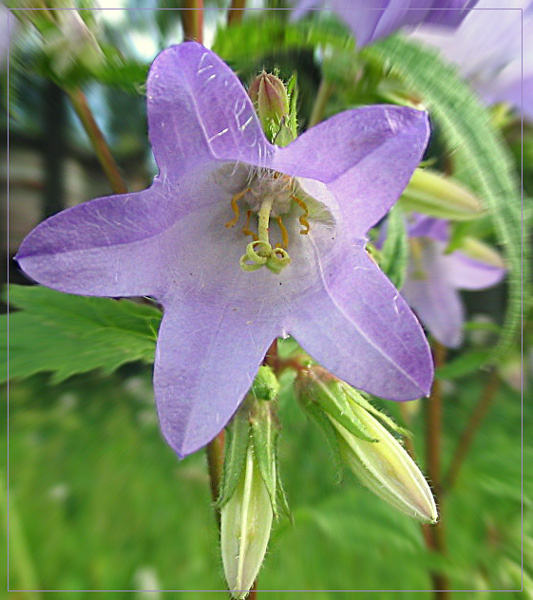 Campanula sp. колокольчик